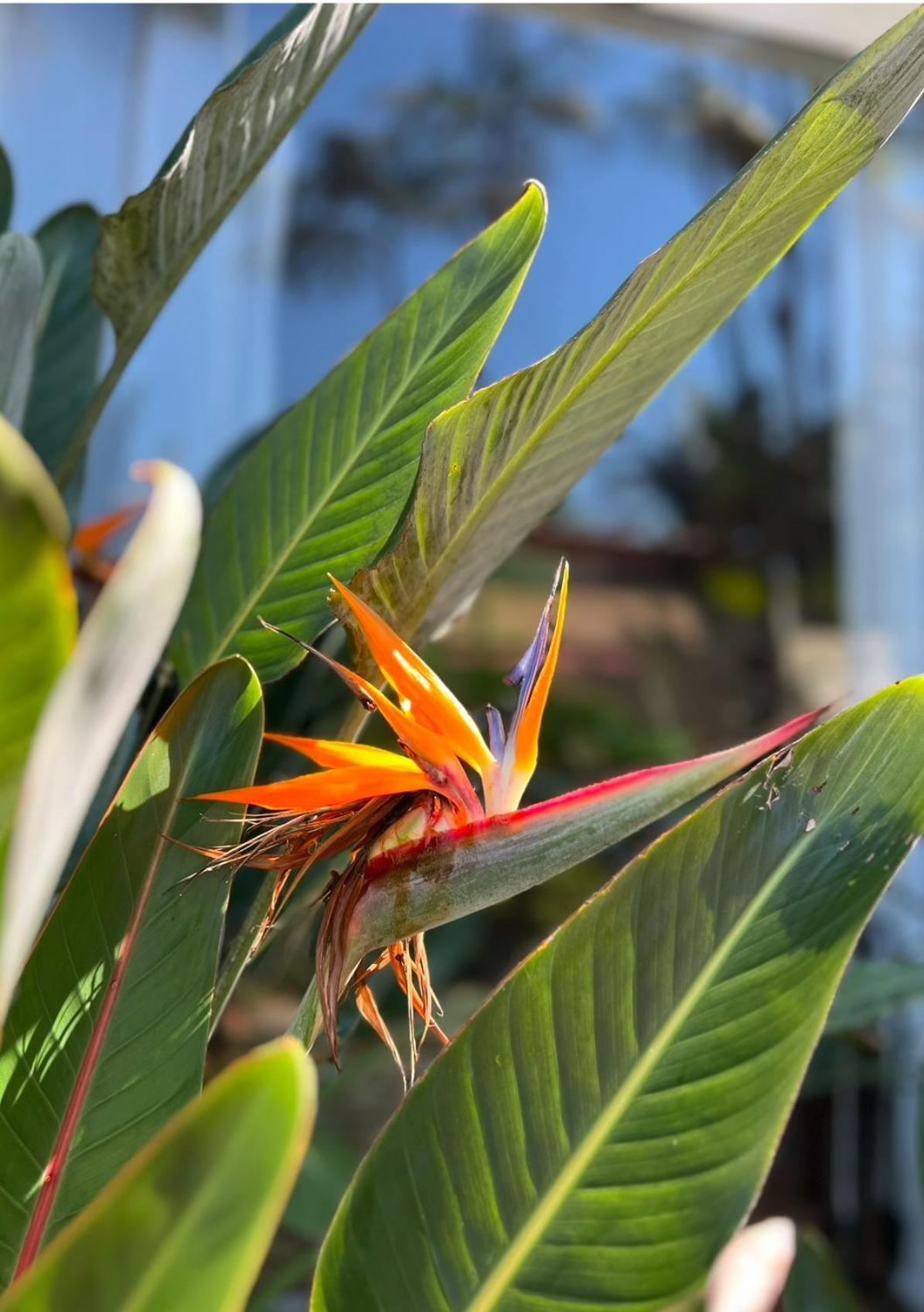 Hotel Casa Paradiso Guarujá Eksteriør billede